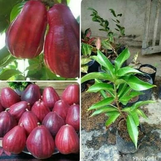 

Terlaris Bibit Jambu Air Jamaika - Pohon Jambu Air Jamaika