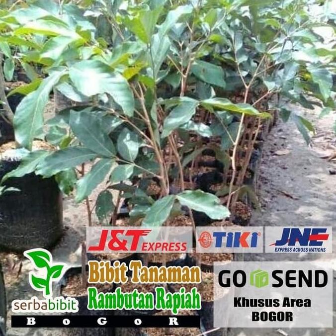 Bibit Pohon Rambutan Rapiah - Ropiah ISTIMEWA