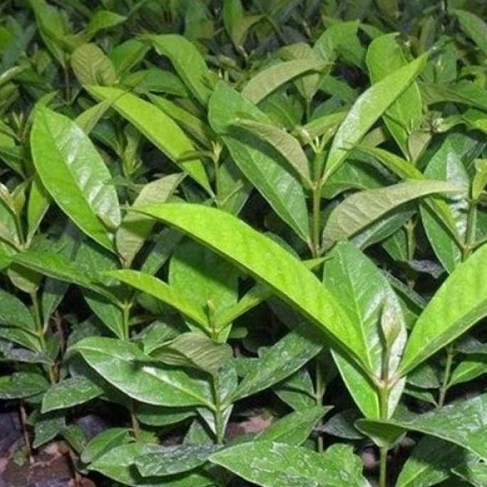 

Terlaris Bibit Tanaman Daun Salam (Serba Guna)