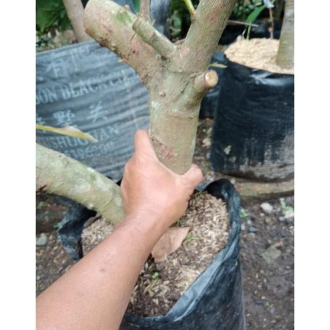 PREMIUM Bibit Cangkok Jambu Air Green Giant