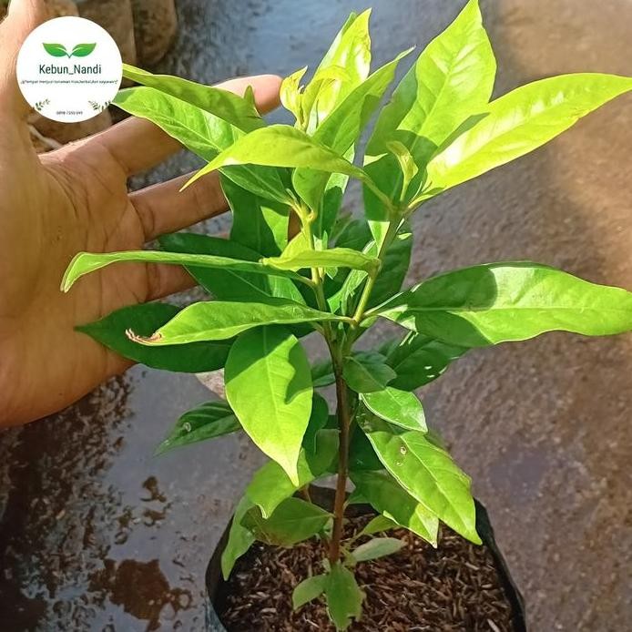 

Terlaris Ready Bibit Tanaman Daun Salam