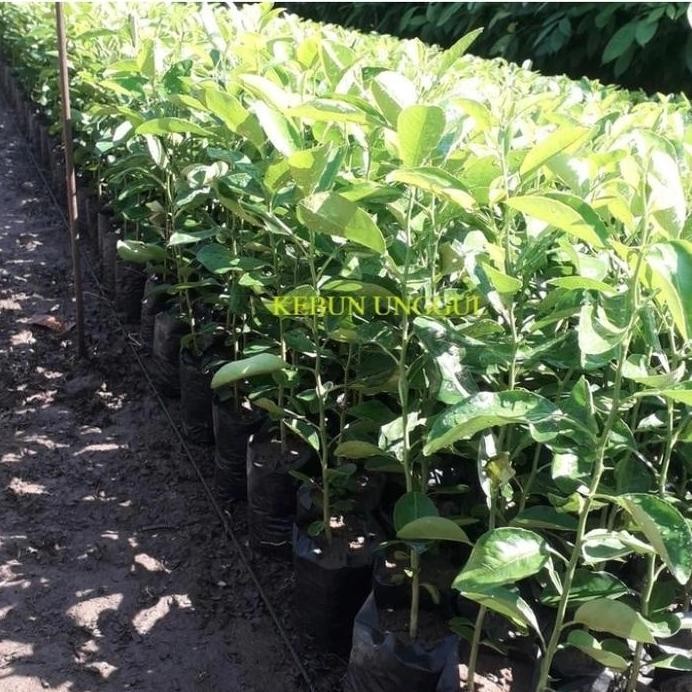 

Terlaris 4 Bibit = Jeruk Purut,Jeruk Nipis, Daun Salam Dan Blimbing Wuluh