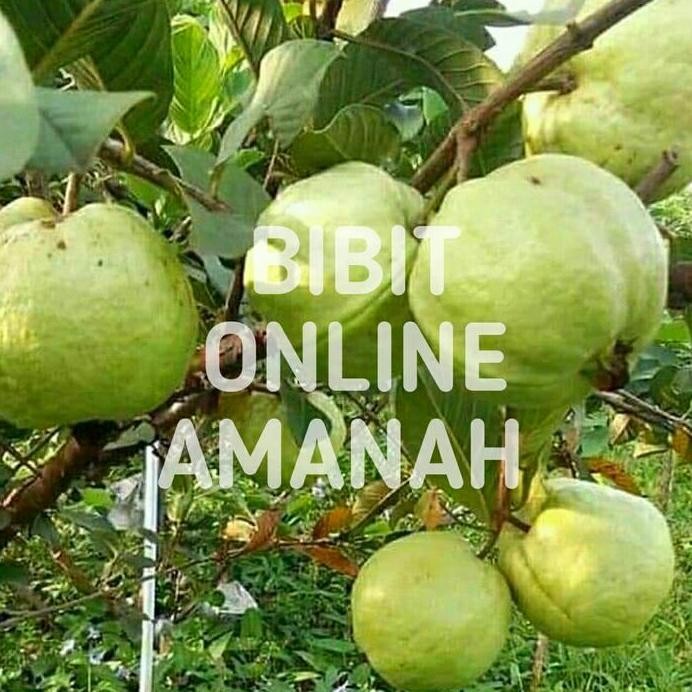 

Terlaris Bibit Tanaman Buah Jambu Kristal Kondisi Sudah Berbunga - Non Biji