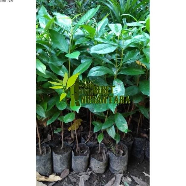 

Terlaris Bibit Daun Salam