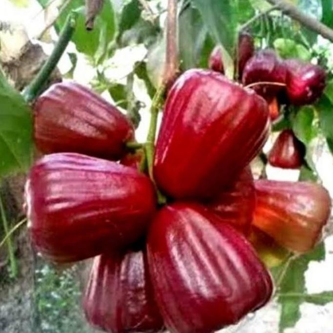 

Terlaris Bibit Buah Jambu Dalhari Tanaman Buah Jambu Hasil Okulasi