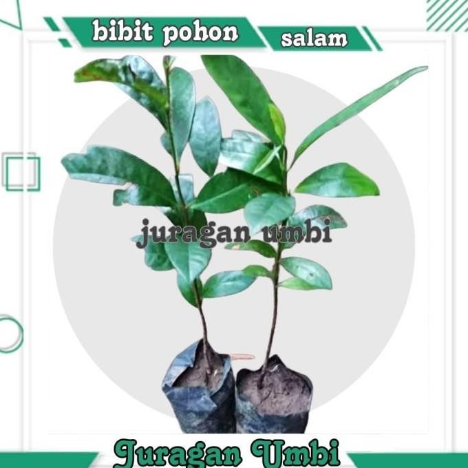 

Terlaris Bibit Pohon Salam Kualitas Super Daun Salam Masakan
