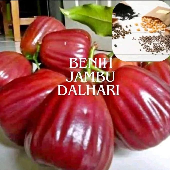 

Terlaris Benih Biji Jambu Dalhari Merah Atau Bibit Jambu Air Dalhari