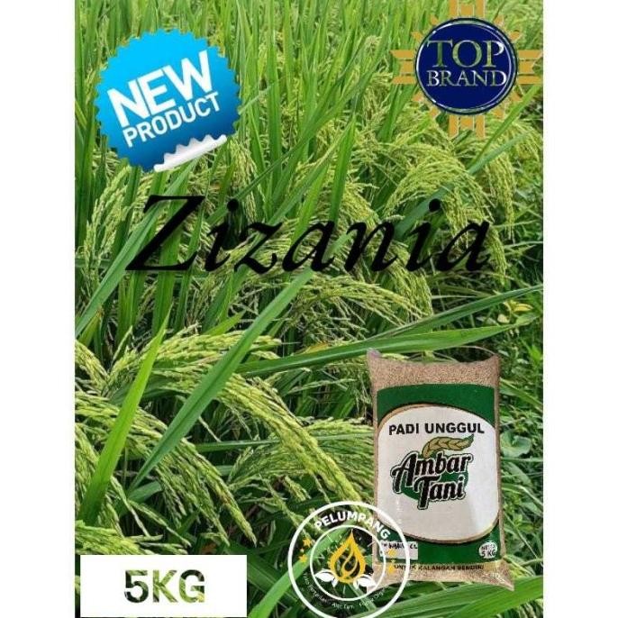 

Terlaris Padi Dan Benih Benih Padi Zizania Premium 5Kg Original Produk