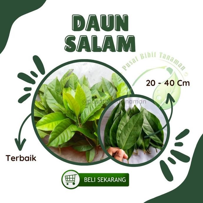 

Terlaris Bibit Daun Salam Tanaman Bumbu Masak