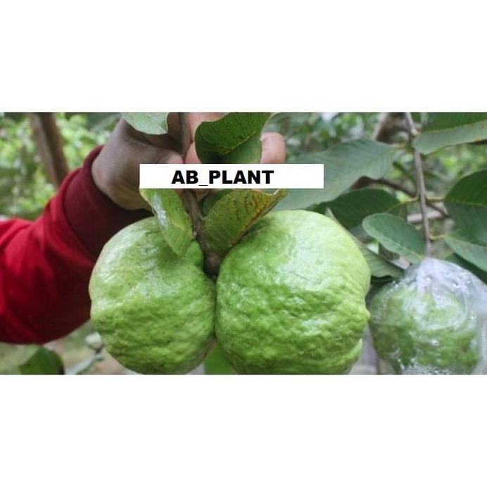 

Terlaris Bibit Jambu Kristal Non Biji Kondisi Sudah Berbuah