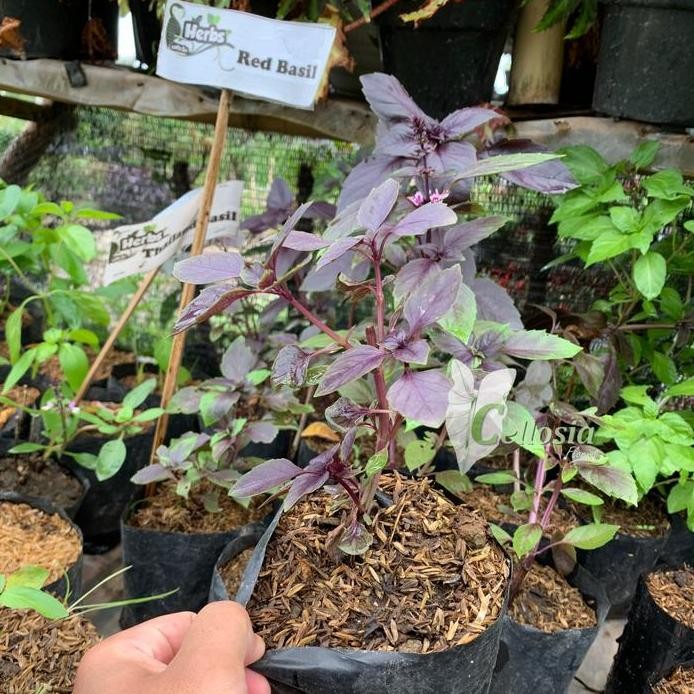 

Terlaris Tanaman Herbal Rempah Red Basil / Red Rubin Basil