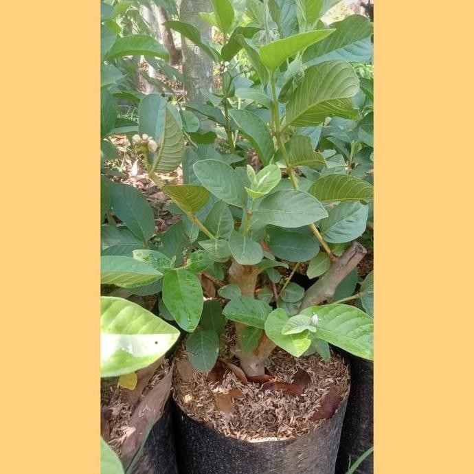 

Terlaris Bibit Jambu Kristal Batang Besar Hasil Cangkok