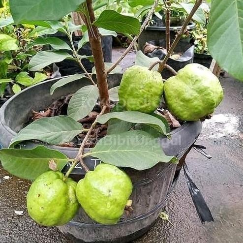 

Terlaris Bibit Jambu Kristal Tanpa Biji Berbuah Lebat