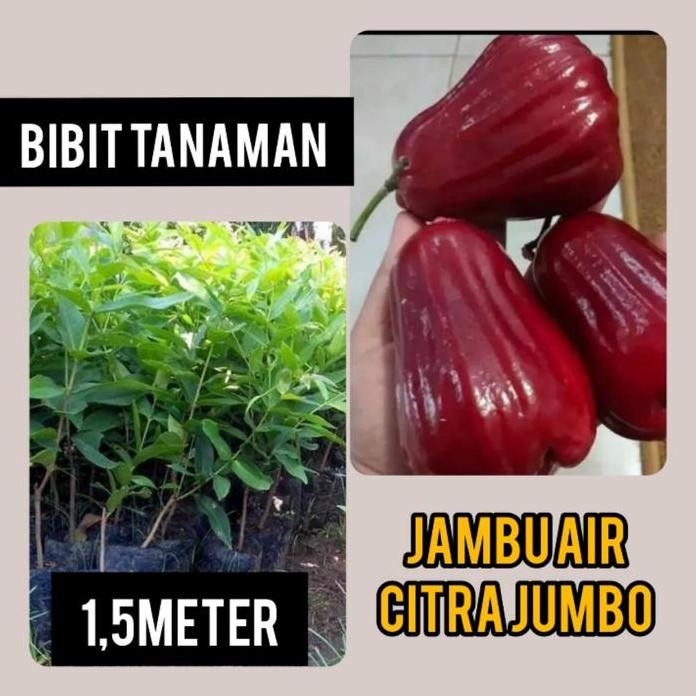 

Terlaris Bibit Jambu Air Citra Jumbo 1.5 Meter