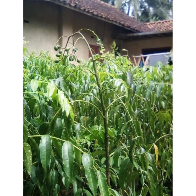 Bibit Kedondong Mini Sudah Berbuah // Kedondong Mini //Tanaman Buah PREMIUM