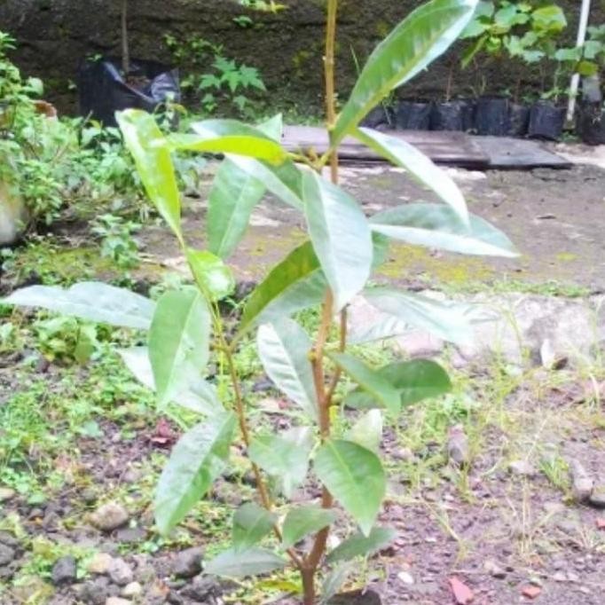 

Terlaris Bibit Tanaman Daun Salam/Bibit Tanaman Daun Salam Sayur/Daun Salam