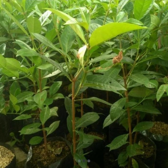 

Terlaris Bibit Pohon Salam Masak/Pohon Daun Salam/Tanaman Pohon Salam