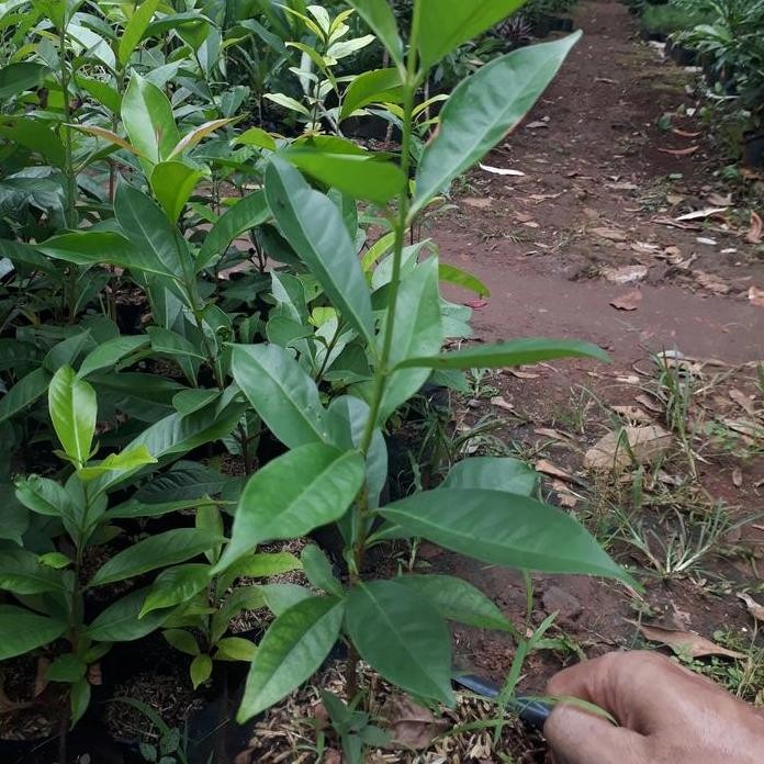 

Terlaris Bibit Pohon Daun Salam Bumbu Masak