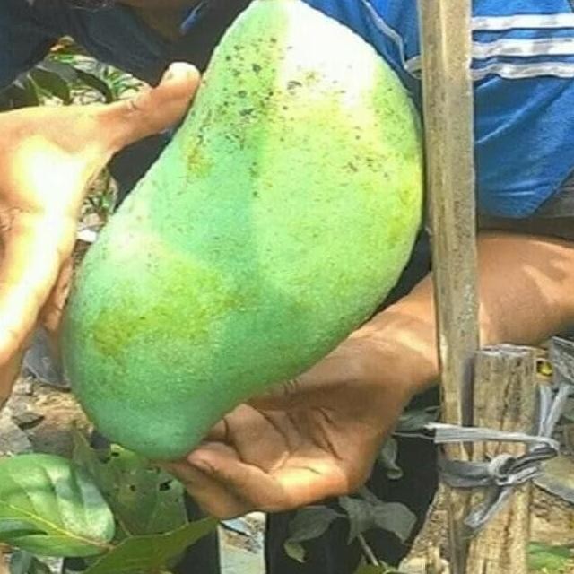 3 BIBIT MANGGA MAHATIR HASIL CANGKOK SUDAH BERBUAH BIBIT POHON BUAH PREMIUM