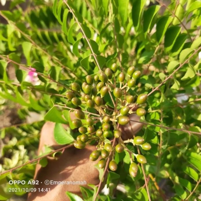 

Terlaris Obrall Bibit Tanaman Kari / Pohon Daun Kari / Daun Salam Koja /