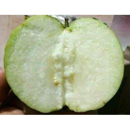 

Terlaris Bibit Jambu Siu Mik Pala Unggul Cepat Berbuah|Ecer Dan Grosir Dilayani