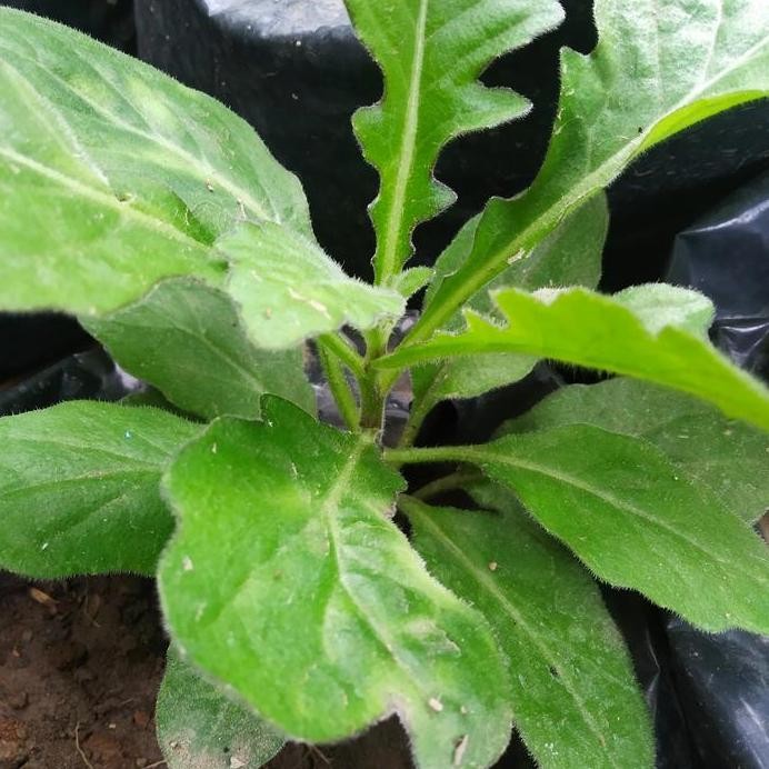 

Terlaris Bibit Daun Dewa Tanaman Herbal Obat