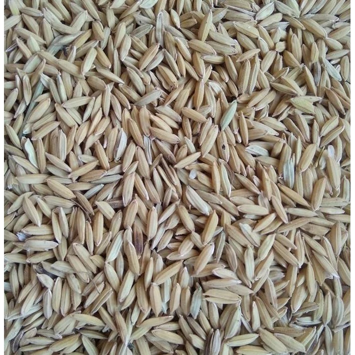 

Terlaris Pakan Ternak Burung Ayam Gabah Padi Kering Kemasan 500 Gram