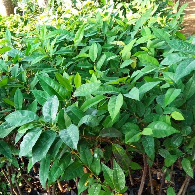 

Terlaris Bibit Daun Salam Bumbu Masakan