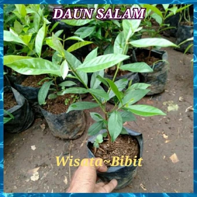 

Terlaris Bibit Daun Salam/Bumbu Masak