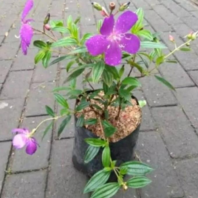 

Terlaris Bibit Tanaman Sengani Tanaman Hias Dan Herbal