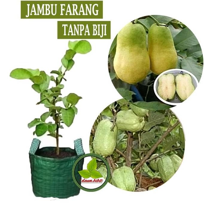 

Terlaris Bibit Jambu Farang Okulasi Cepat Berbuah