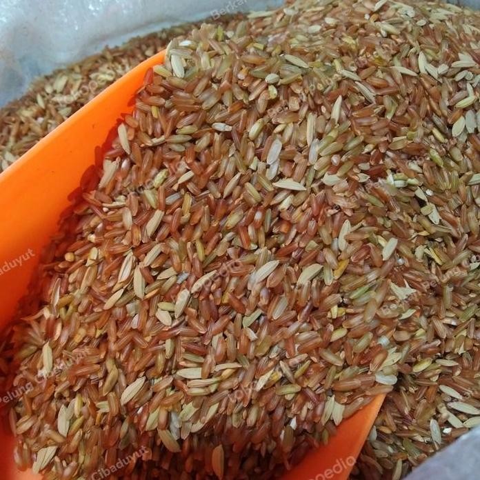 

Terlaris Beras Merah Gabah Padi Dan Jagung Untuk Pakan Ayam Bangkok Dll
