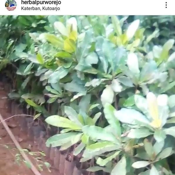 

Terlaris Bibit Jambu Monyet 1 Meter // Jambu Mete // Jambu Mede // Benih Jambu