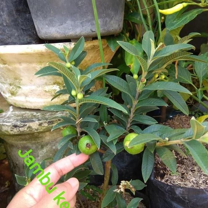 

Terlaris Bibit Tanaman Jambu Biji Kerikil