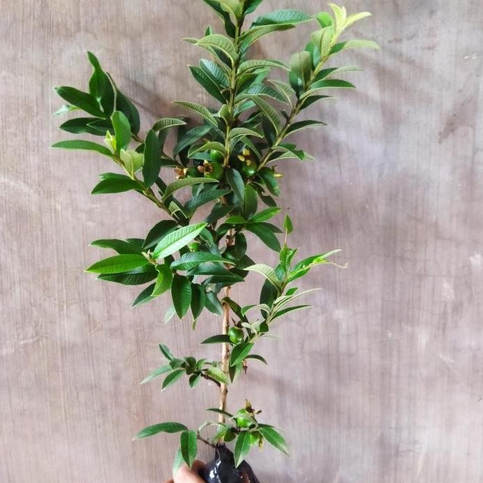 

Terlaris Bibit Tanaman Buah Jambu Krikil Hijau (Sudah Berbuah)