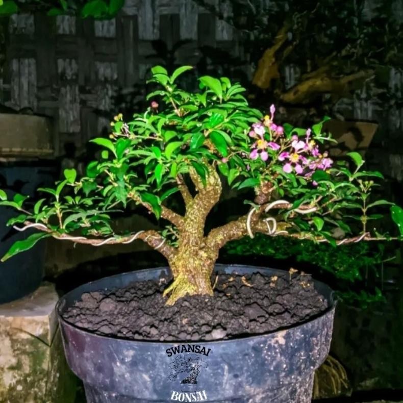 Tanaman Hias Bonsai Sakura Micro Siap Pajang - Savanan Bonsai