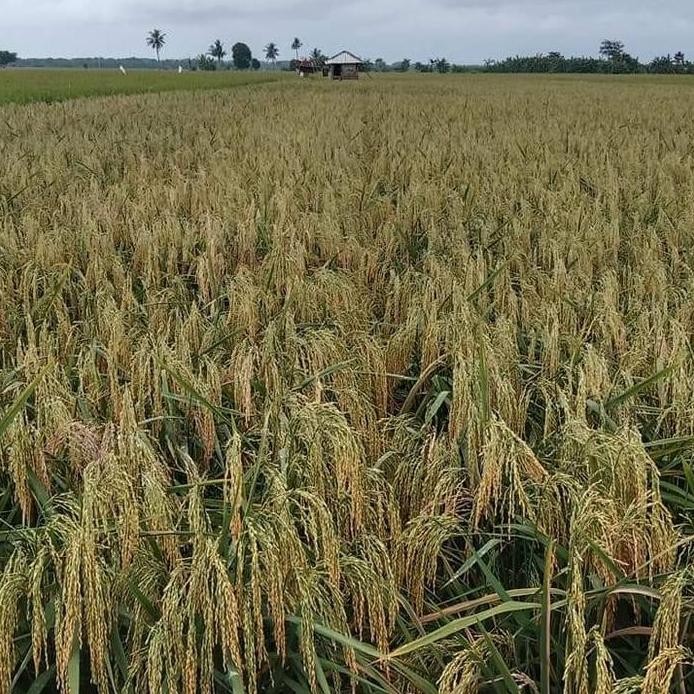 

Terlaris Benih Padi Unggul Hms 700