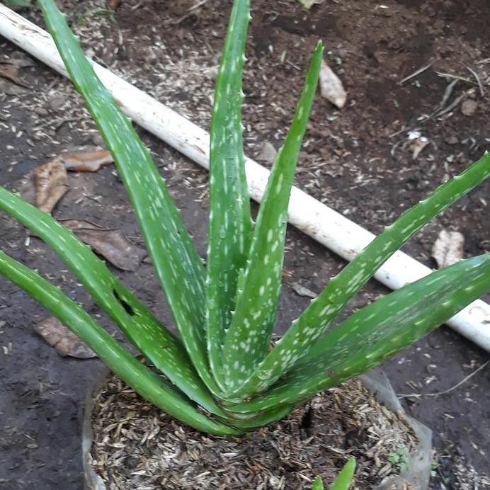 

Terlaris Tanaman Herbal Lidah Buaya