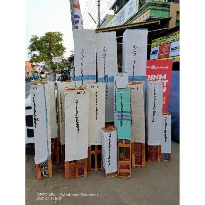 

Terlaris Bibit Daun Salambibit Salam Gratis Packing Pakai Kotak Kayu