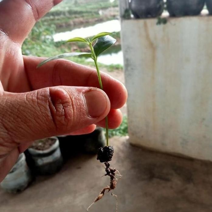 

Terlaris "Qriss" Bibit Tanaman Daun Salam 10 Pcs Bibit Pohon Salam Bibit Salam Syzygium Polyanthum Bumbu Masak