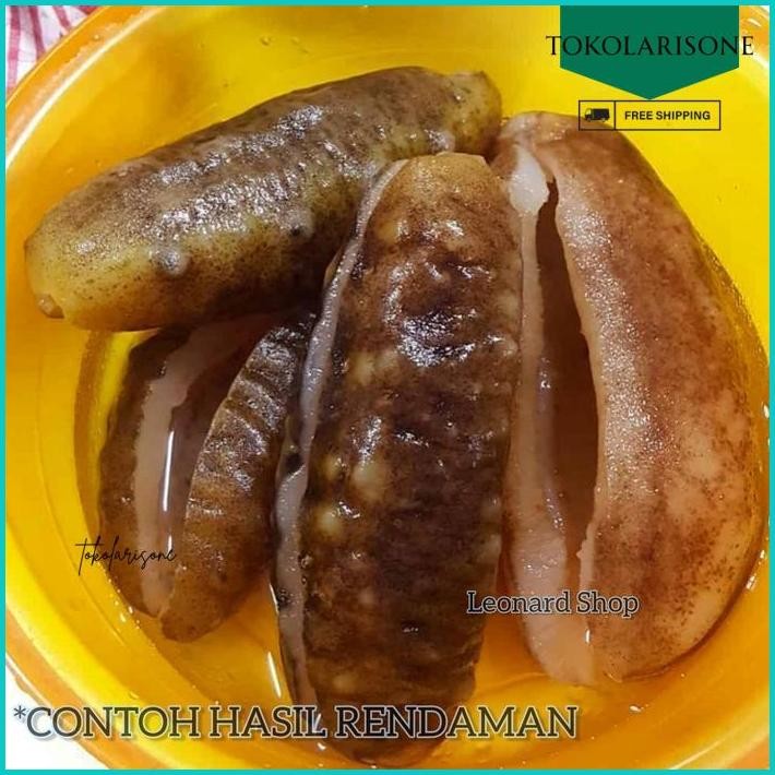 HAISOM TUBOSOM HITAM KERING 500G - 1KG SUPER TEBAL TERIPANG GAJAH SUSU