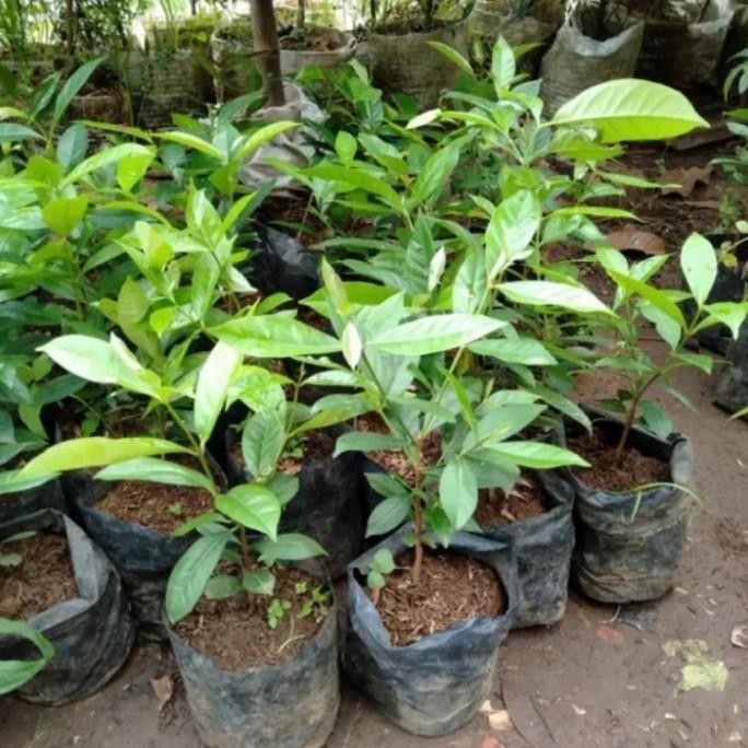 

Terlaris Promo!!! Bibit Tanaman Rempah Salam Daun Salam Bumbu Masak