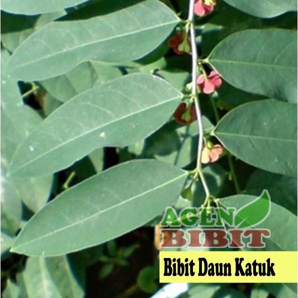 

Terlaris Bibit Pohon Katuk - Tanaman Daun Katuk Herbal Asi
