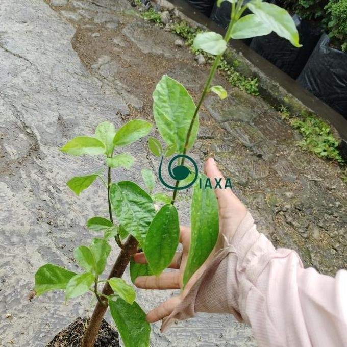 

Terlaris Tanaman Cincau Perdu Bibit Herbal Toga Premna Oblongifolia