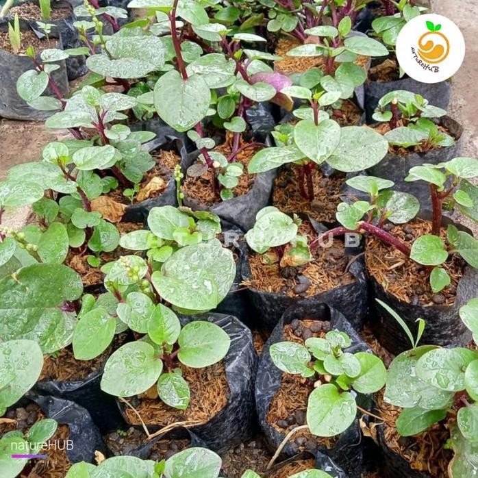 

Terlaris Bibit Tanaman Herbal Binahong Merah Bibit Tanaman Angkung Merah