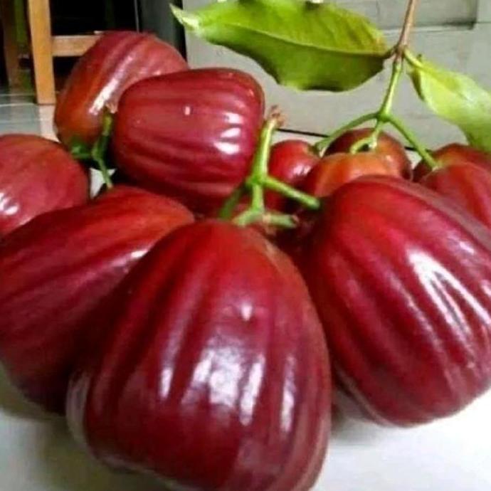 

Terlaris Bibit Buah Jambu Air Dalhari Jumbo Bonus 1 Pohon Sirsak Jumbo