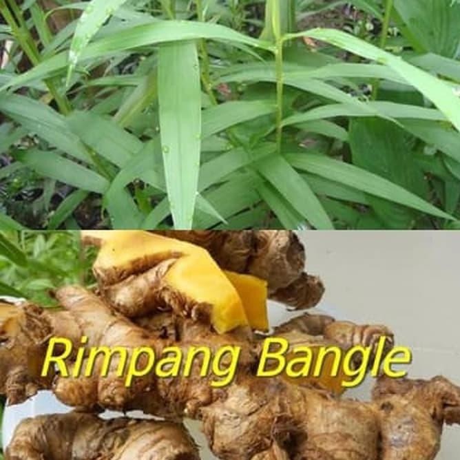 

Terlaris Bibit Tanaman Herbal Bangle