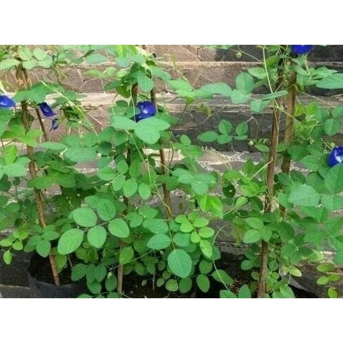 

Terlaris Bibit Tanaman Bunga Telang - Pohon Teleng - Tanaman Herbal