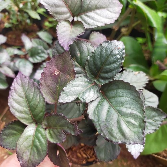 

Terlaris Tanaman Herbal Remek Daging Tanaman Remek Daging Daun Ungu