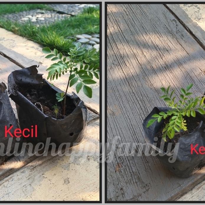 

Terlaris Komplit Bibit Tanaman Salam Koja Daun Kari Pohon Kari